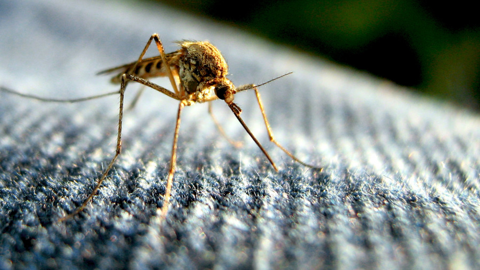Почему комары так любят кровь? Почему одних кусают часто, а других — нет?