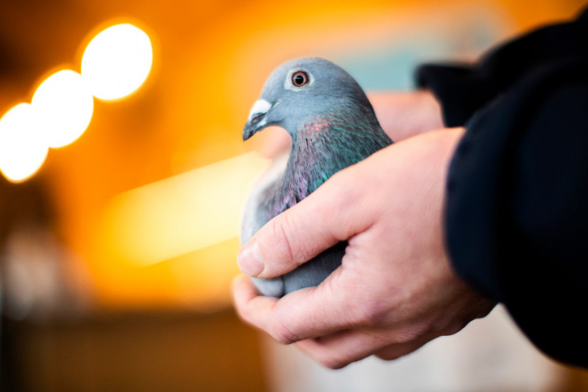 На бельгийском аукционе купили спортивного голубя за $1,9 млн
