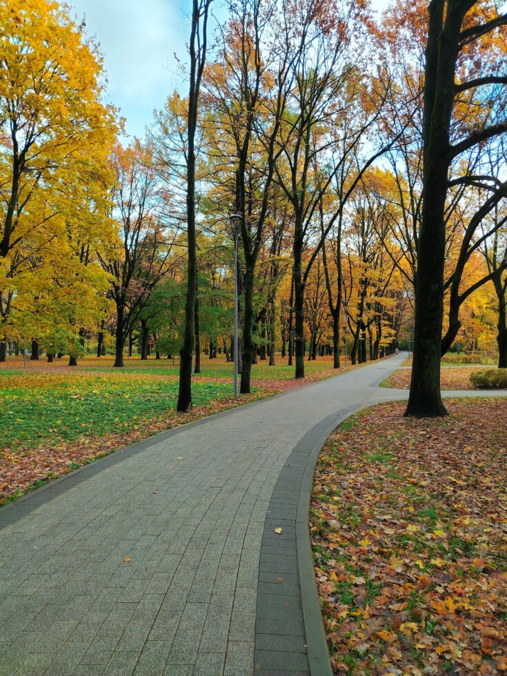 Фото сделано на смартфон HONOR X7d